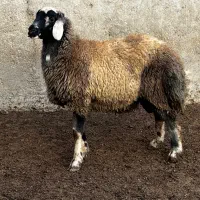 بره چاق کشتاری|حیوانات مزرعه|آق قلا, |دیوار