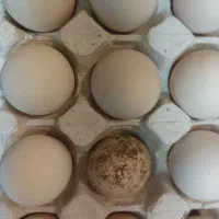 تخم نطفه دار ابریشمی اصیل