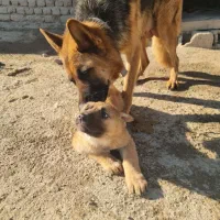 توله ژرمن|سگ|مشکین‌دشت, |دیوار