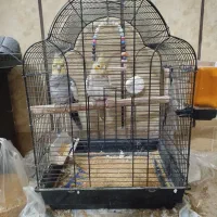 هروس هلندی نر ماده