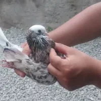 کبوتر سرور