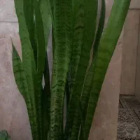 ۲عددگل خوب وسرحال