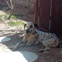 توله دالمیشن نر شکاری