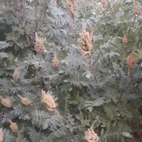 سماق