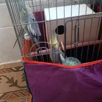 جفت عروس هلندی