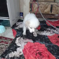 توله سگ ماده پاکوتاه ۴ ماهه با شناسنامه|سگ|کرج, برغان|دیوار