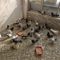 اصفهانی بازی کن|پرنده|برخوار, |دیوار