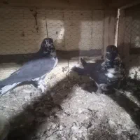 نروماده چلچله ای پرپا