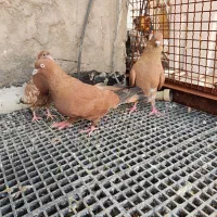 پرنده کله ای تاپ پرتغالی در امیدیه