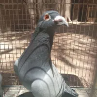 پرنده|پرنده|اهواز, نادری|دیوار
