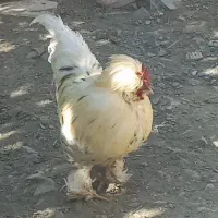 خروس بسیار زیبا  و زرنگ محلی