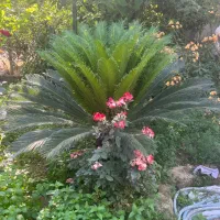 گل سیکاس|گل و گیاه طبیعی|کیاکلا, |دیوار