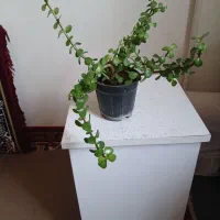 گل عروسی وگل خرفه|گل و گیاه طبیعی|ارومیه, |دیوار