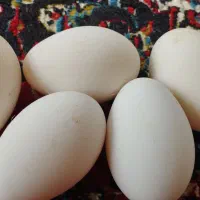تخم قوغاز نطفه دار لیندا صددرصدتضمینی