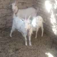 بزسانن فروشی|حیوانات مزرعه|قائن, |دیوار