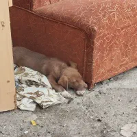 توله سگ ماده|سگ|کیاشهر, |دیوار