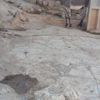 خر نر جوان دو سال