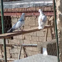 کبوتر انگلیسی|پرنده|لاجان, |دیوار