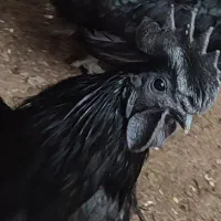 تخممرغ نطفه دار ایام سمانی|حیوانات مزرعه|گرگان, |دیوار