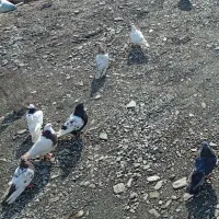 کفتر و خروس ومرغ لاری