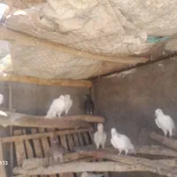 کفتر آلمانی