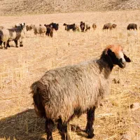 شیشک میش دونه ،دونه