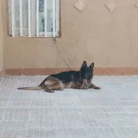 ژرمن ماده قابل معاوضه