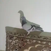 کفتر