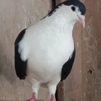 کبوتر|پرنده|اهواز, کیانشهر|دیوار