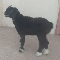 بره علفخور بره شیری میش وبره