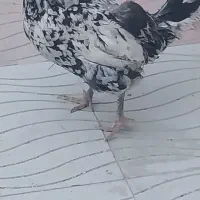 مرغ گلین معاوضه با مرغ لری