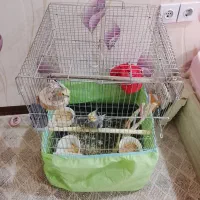 دو عدد عروس هلندی نر و ماده همراه قفس و کلبه 2400