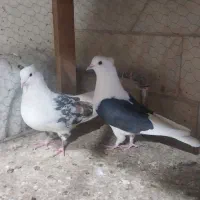 چندجفت حیوون خوشکل