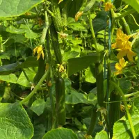 اجاره-گلخانه