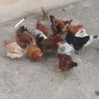 مرغ تخم گزار به شرط