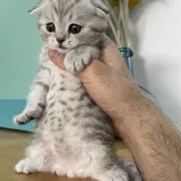 اسکاتیش و بریتیش