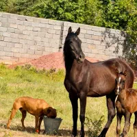 اسب مادیان کورد کره سخناخ ، نوه سرور