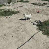 سگ حرف گوش کن تمیز دهن پاک