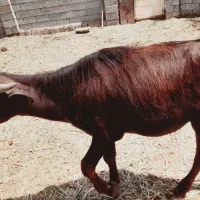 گوساله گاومیش نر