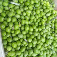 زیتون شکسته و خام درشت