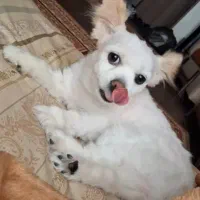 سگ گمشده