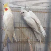 عروس هلندی خاص