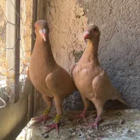 پرنده کبوتر
