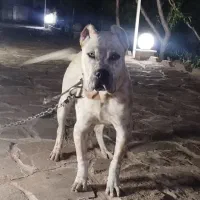واگذاری توله اصیل داگو