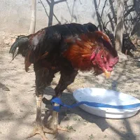 فروش خروس لاری اوشامو