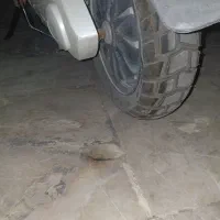 سفاری مادو سه هزار