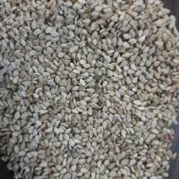 کنجد درجه یک ایرانی