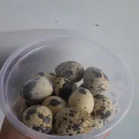 تخم بلدرچین تازه