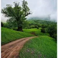 زمین کشاورزی باغ انگور