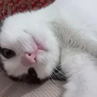 واگذاری گربه|گربه|کرمانشاه, |دیوار